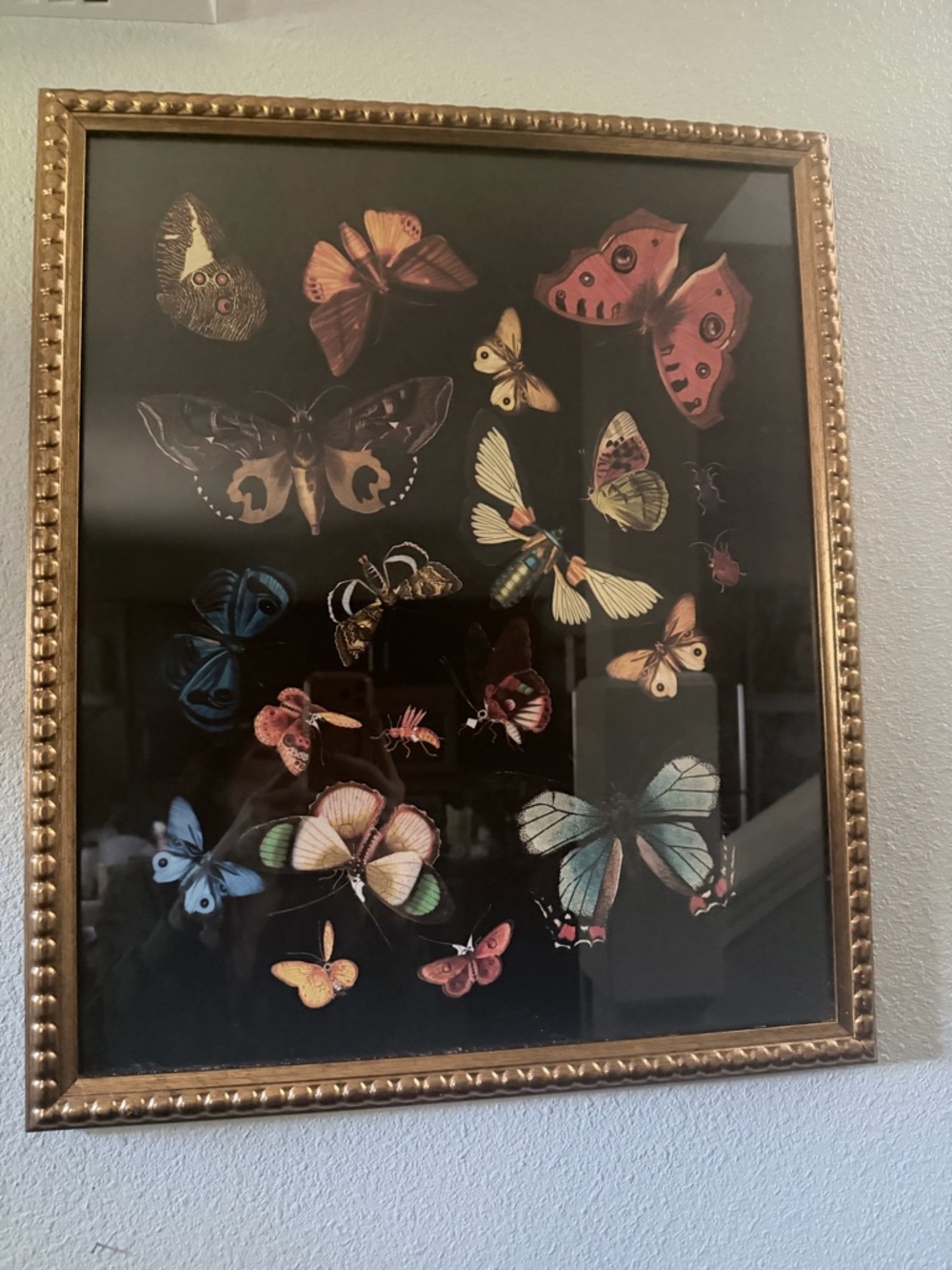 Sapna Shah Butterfly Picture with Gold Frame 20 x 24 in